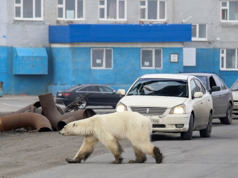 Белый медведь в городе